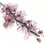 Spring Cherry Blossom print